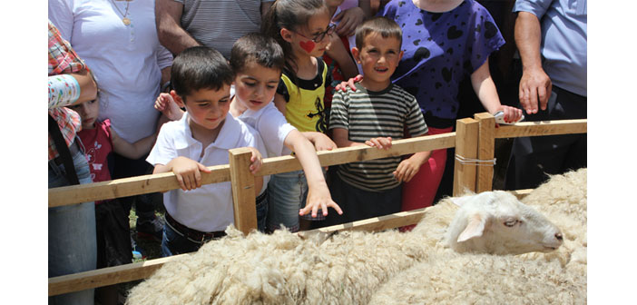 Ermenistan’da koyunların kırpıldığı bir festival