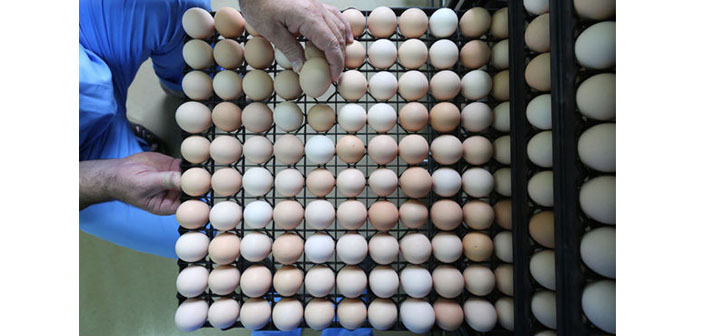 AB Komisyonu: Zehirli yumurta skandalı Türkiye dahil 40 ülkeye sıçradı