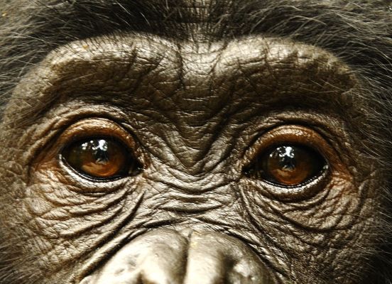Ahlaklı olmayı bonobolardan mı öğreneceğiz?