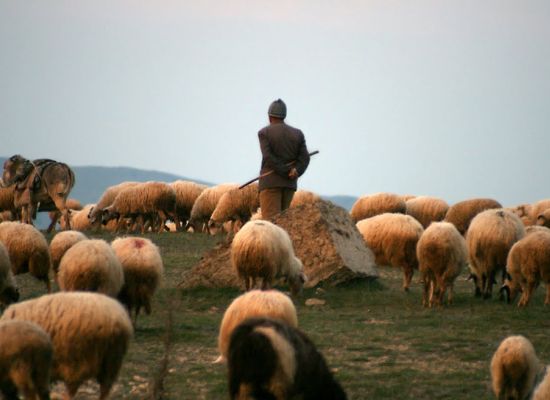 ‘Çoban intikam için Ermenistan’a saldırdı’