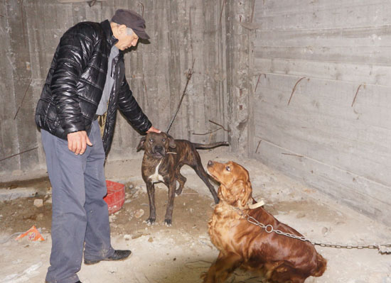 Dövüş için rehin tutulan köpekleri hayvanseverler kurtardı
